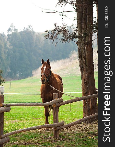 Horse and Field tree pasture