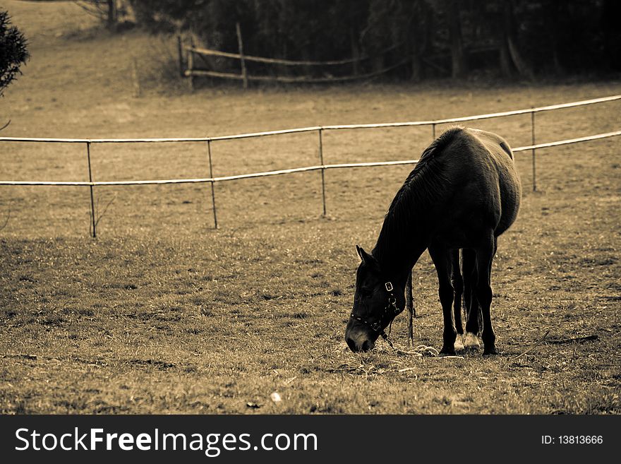 Attract landscape with horse