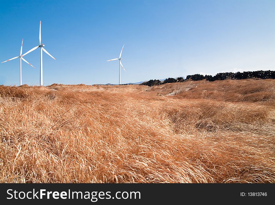 Wind Mill And Grass