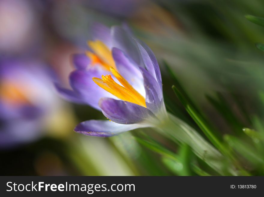 Violet crocus in spring garden