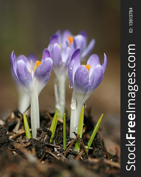 Violet crocuses in spring garden