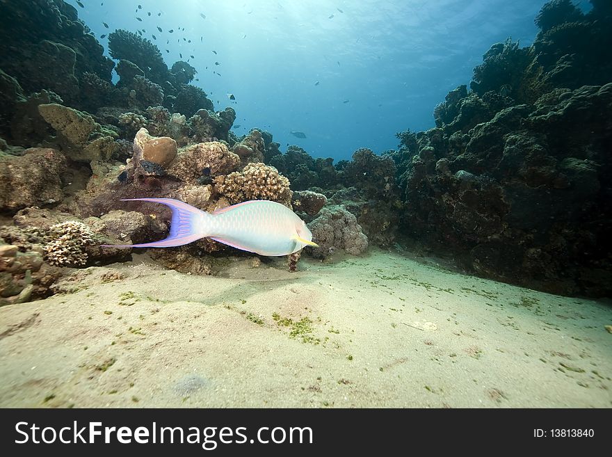 Parrotfish and ocean taken in the Red Sea.