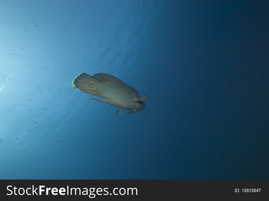 Napoleon wrasse and ocean taken in the Red Sea.