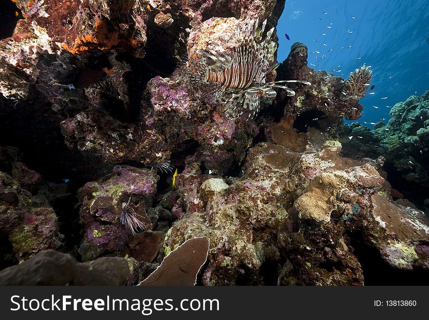 Lionfish and ocean taken in the Red Sea.