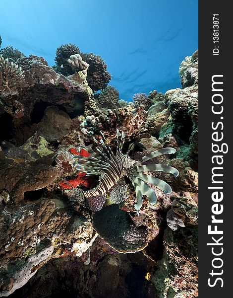 Lionfish and ocean taken in the Red Sea.