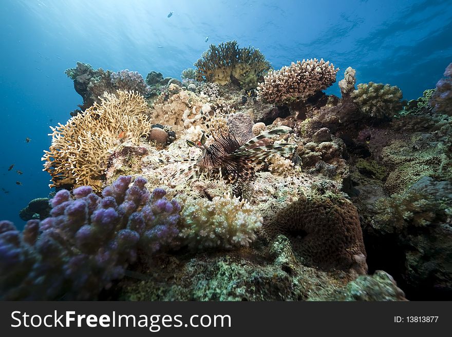 Lionfish and ocean taken in the Red Sea.