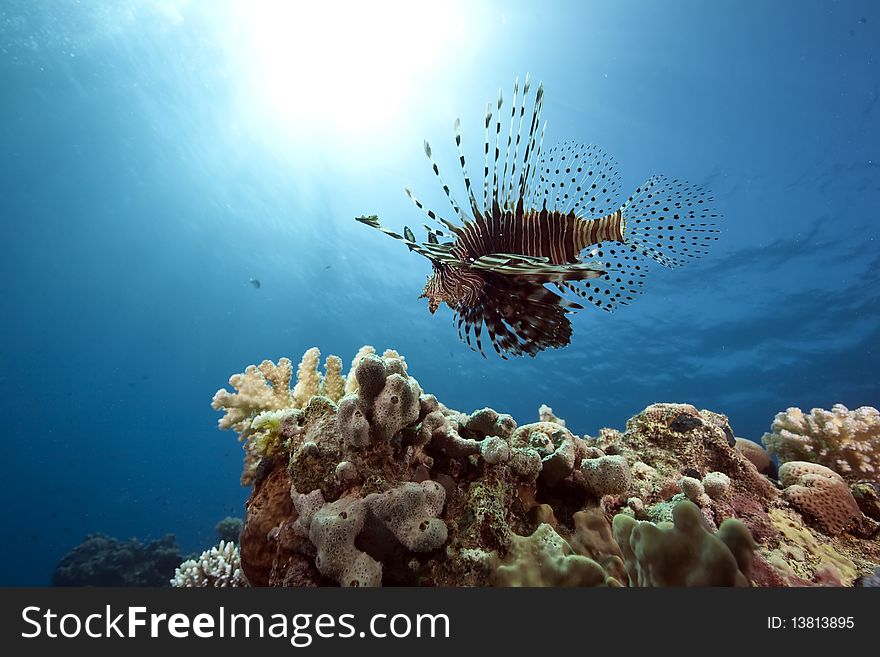 Lionfish and ocean taken in the Red Sea.