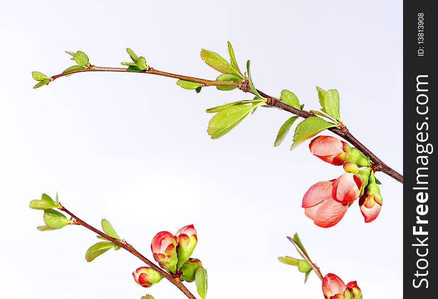 Cherry-flower Background