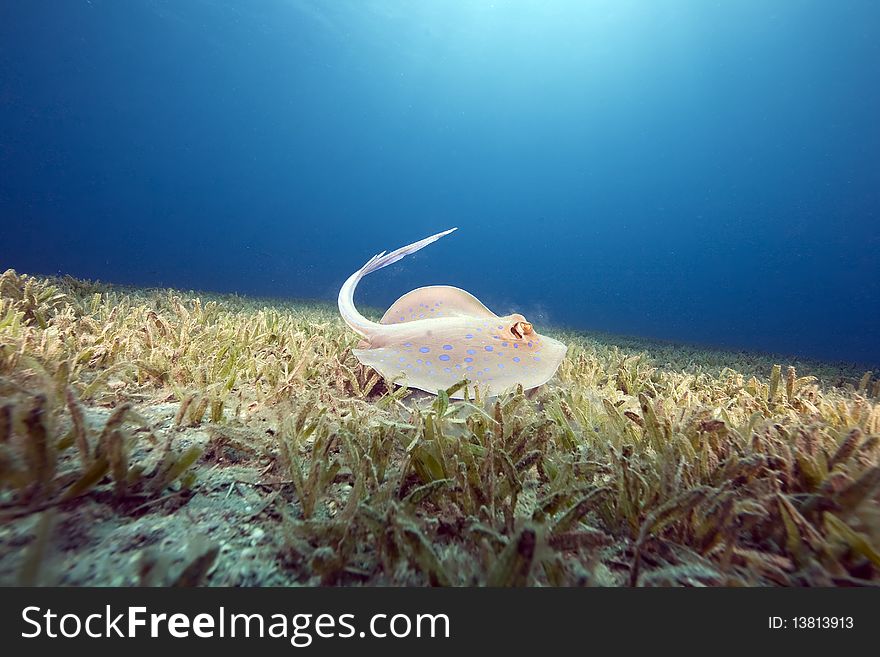 Bluespotted stingray and sea grass taken in the Red Sea.