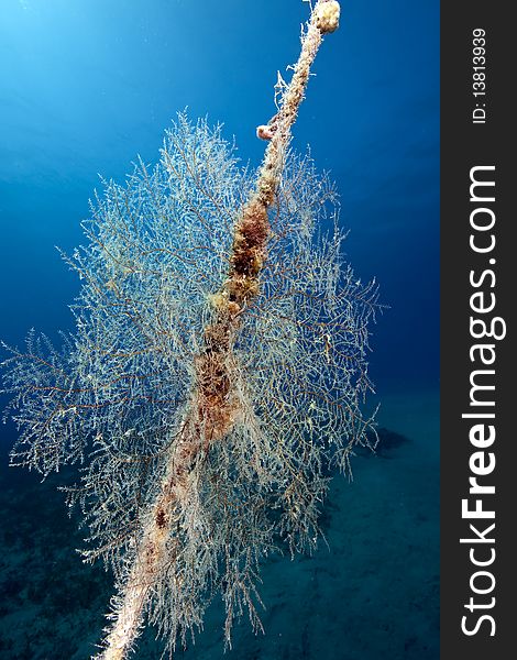 Seafan on a anchor line taken in the Red Sea.