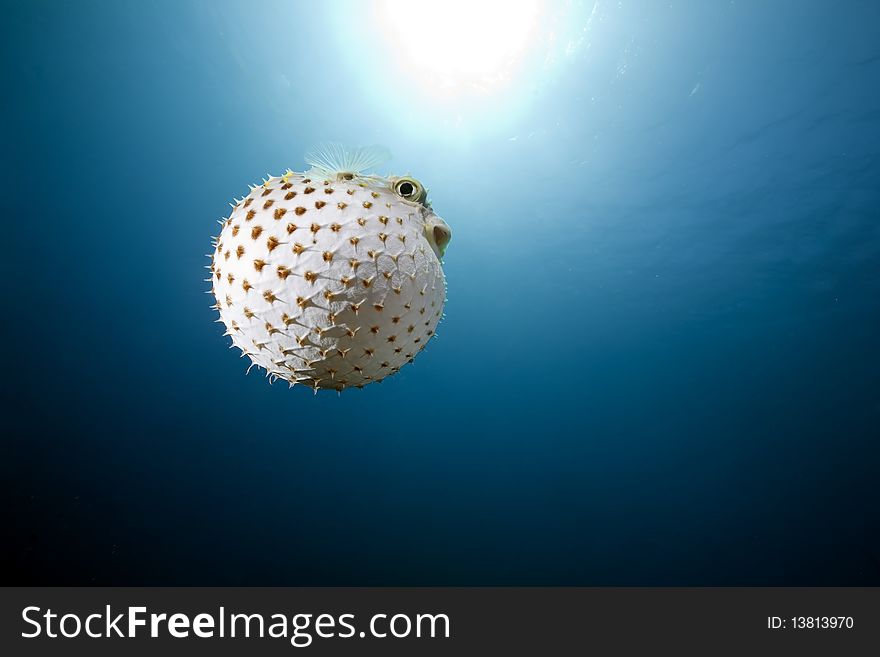 Yellowspotted burrfish and ocean taken in the Red Sea.