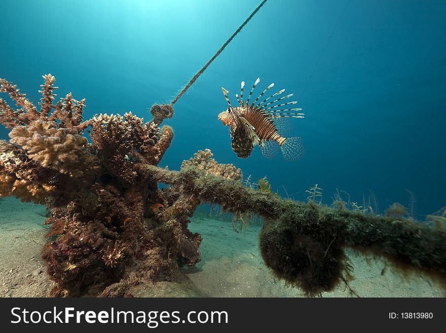 Lionfish, coral and ocean taken in the Red Sea.