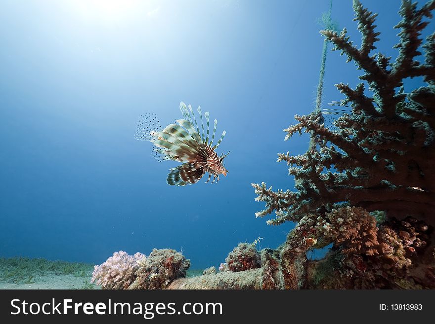 Lionfish, Coral And Ocean