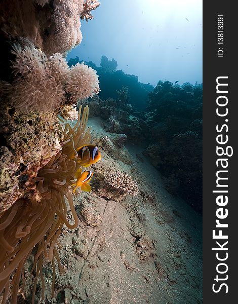 Anemone and anemonefish taken in the Red Sea.