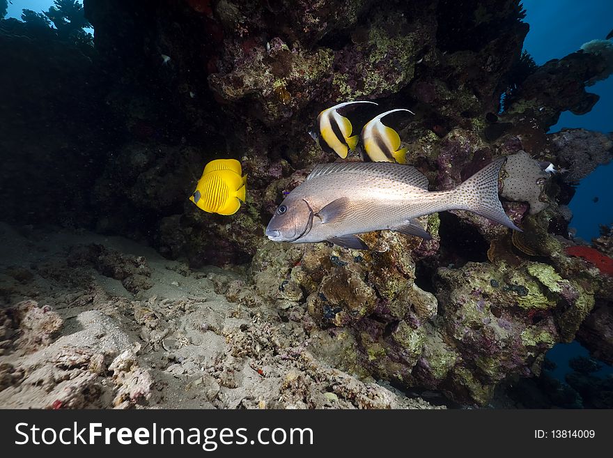 Coral and fish taken in the Red Sea.