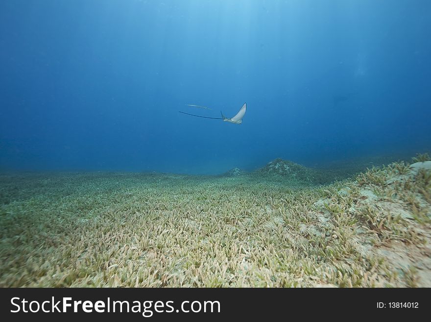 Eagle ray and ocean taken in the Red Sea.