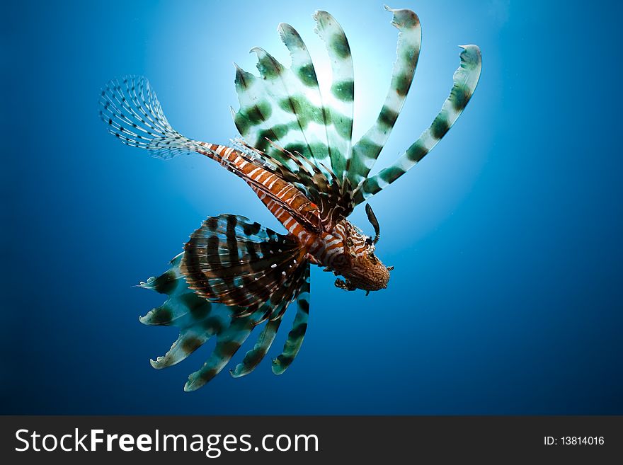 Lionfish,sun and ocean taken in the Red Sea.