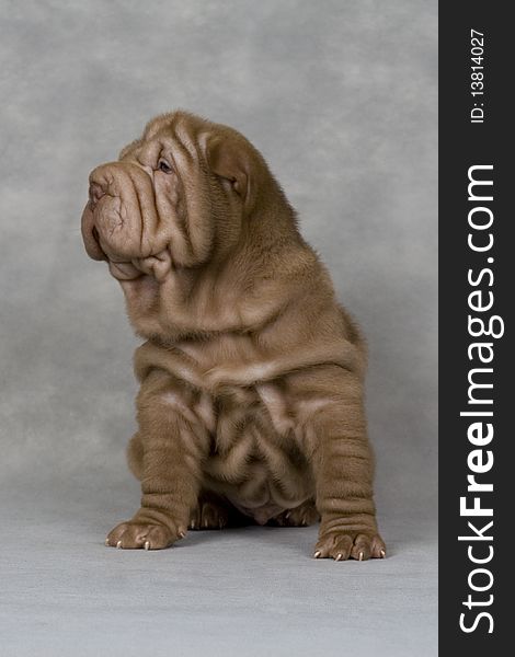 Shar-pei animals pets fun brown