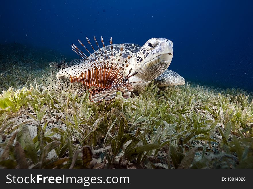Green turtle and sea grass