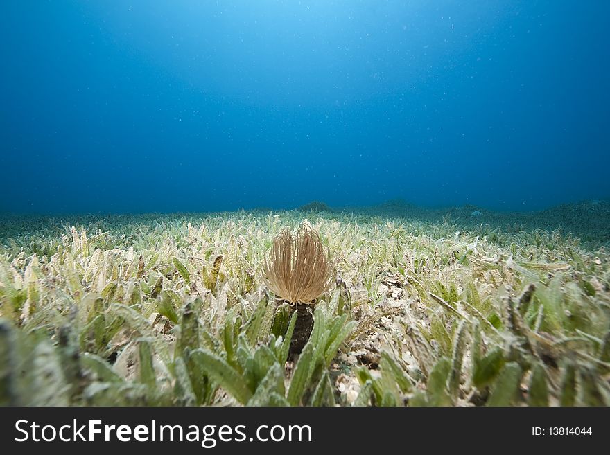 Tube Anemone And Sea Grass