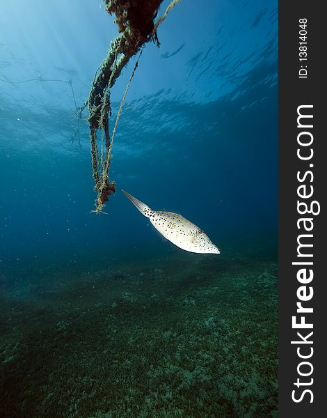 Scrawled filefish and ocean taken in the Red Sea.