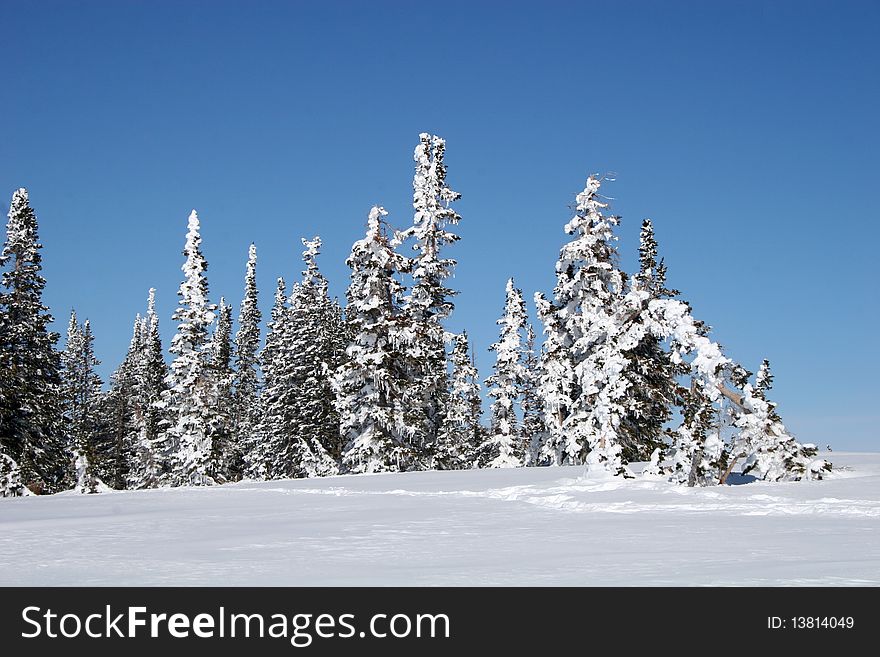 Snow on trees at Powder mountain. Snow on trees at Powder mountain