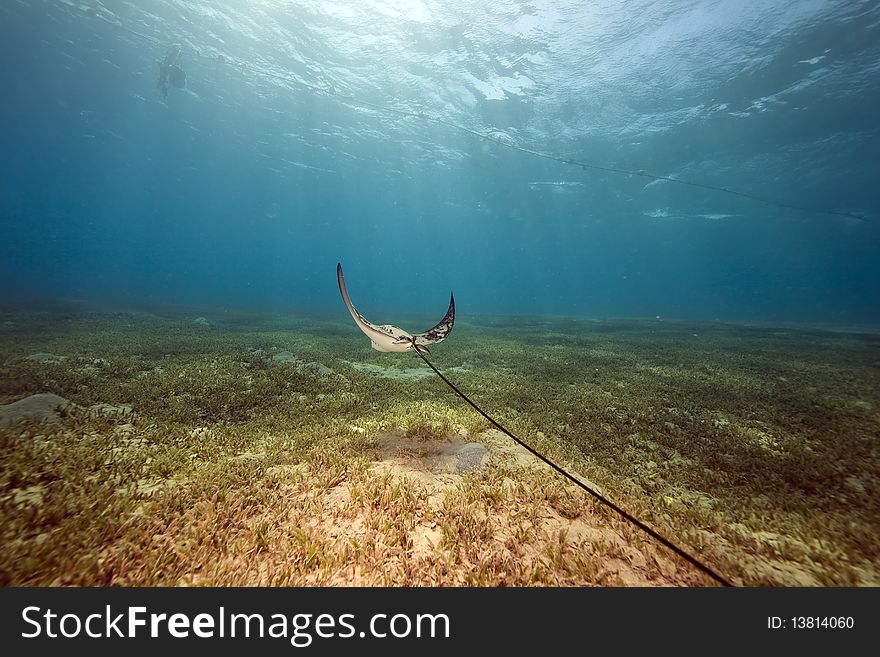 Eagle ray and ocean