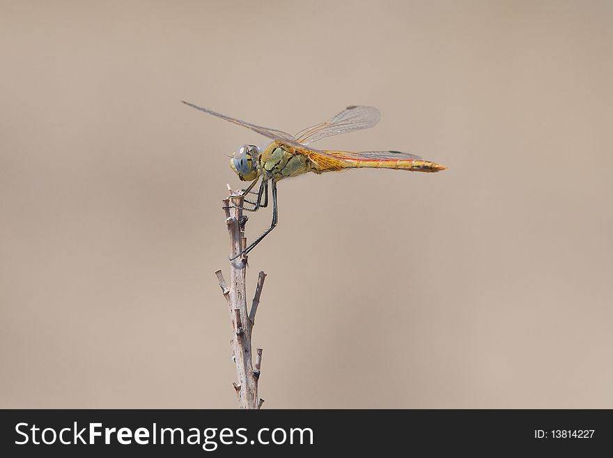 Close-up shot of a dragonfly, blurred background