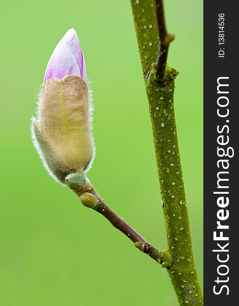 Magnolia in spring with lushes green backdrop. Magnolia in spring with lushes green backdrop