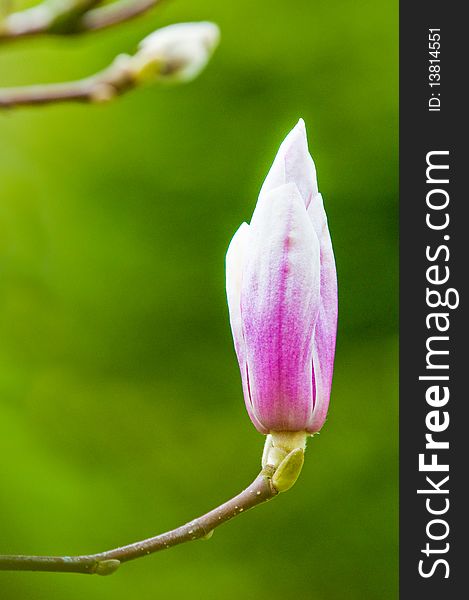 Magnolia in spring with lushes green backdrop. Magnolia in spring with lushes green backdrop