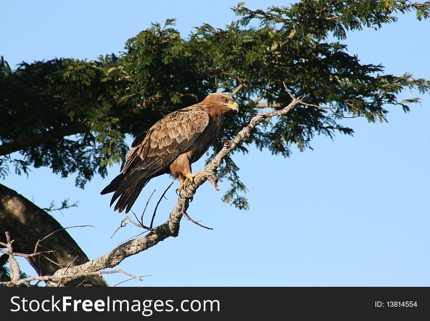 Tawny Hawk in a tree at hluhluwe umfolozi park, South Africa.