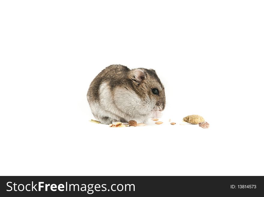 Hamster isolated over white backdrop