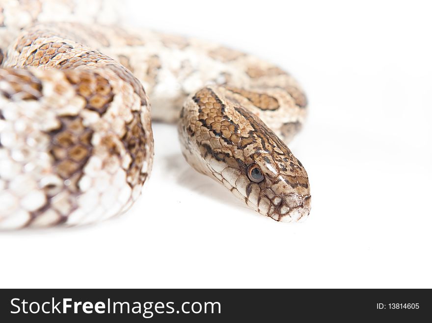 A snake isolated over white