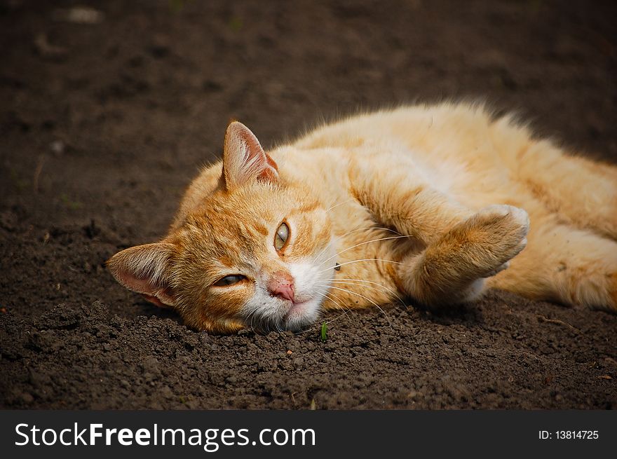 A lazy orange cat sitting on ground. A lazy orange cat sitting on ground