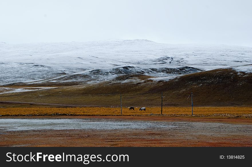 Scenery of mountains and horses in Tibet. Scenery of mountains and horses in Tibet