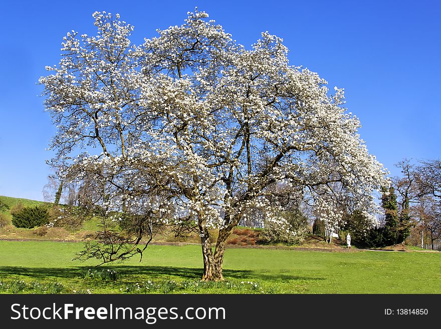 White flowering tree in spring