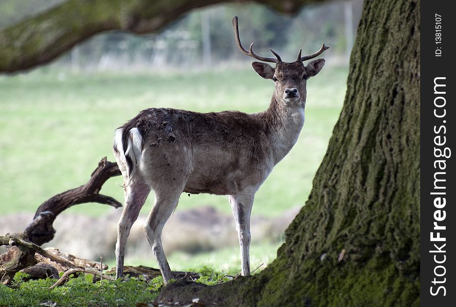 Young Deer at Charlecote Park. Young Deer at Charlecote Park