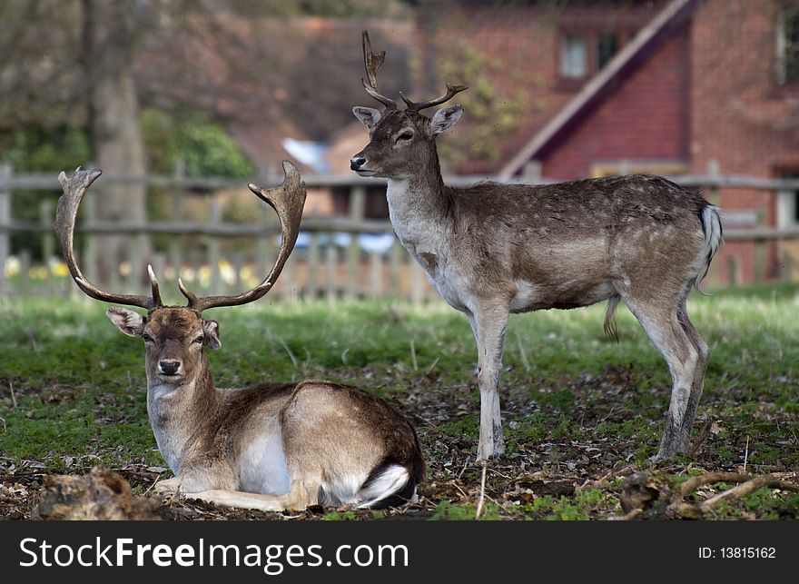 Two Young Deer In England