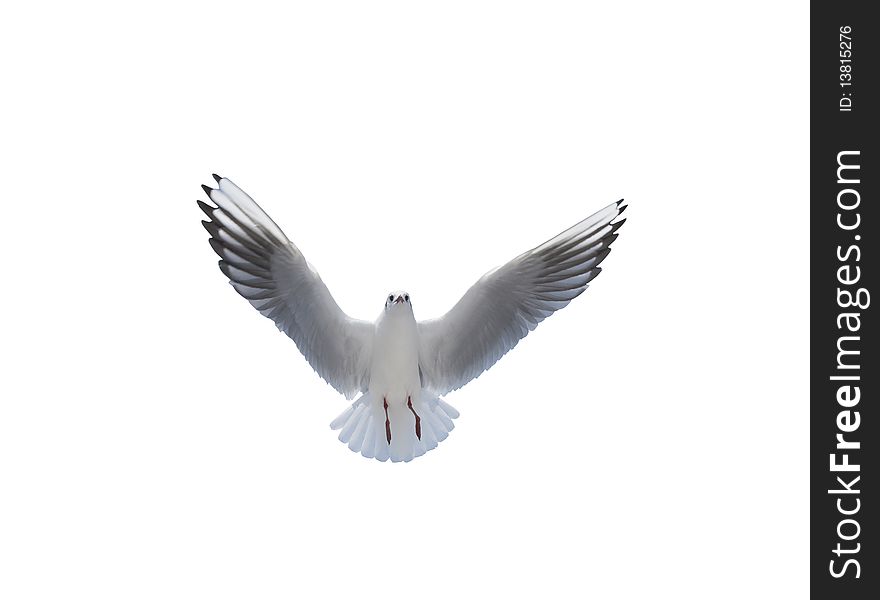 Flying One Seagull Isolated On The White Backgroun