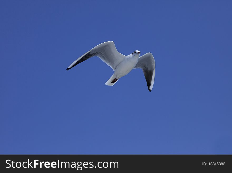 A beautiful sea gull of a feather flies to the blu