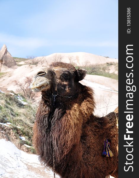 Camel in Cappadocia in Turkey. Camel in Cappadocia in Turkey