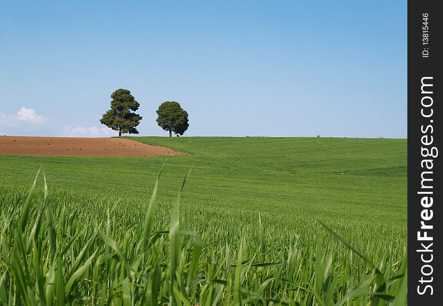 Meadow With Lonely Trees