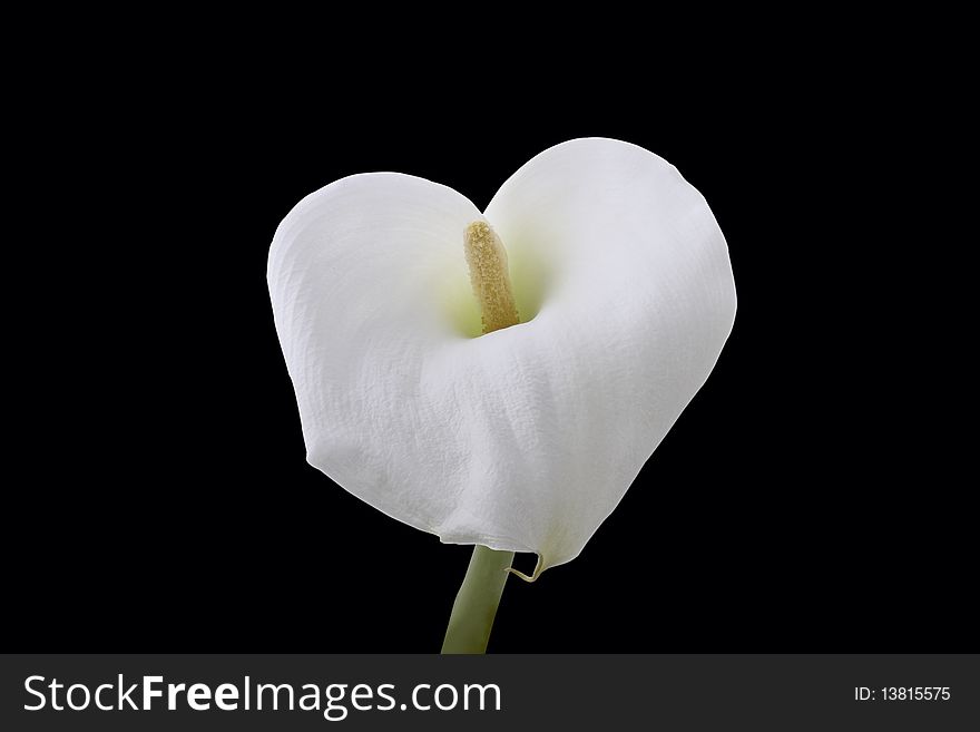 Calla Lily With Over The Black Background