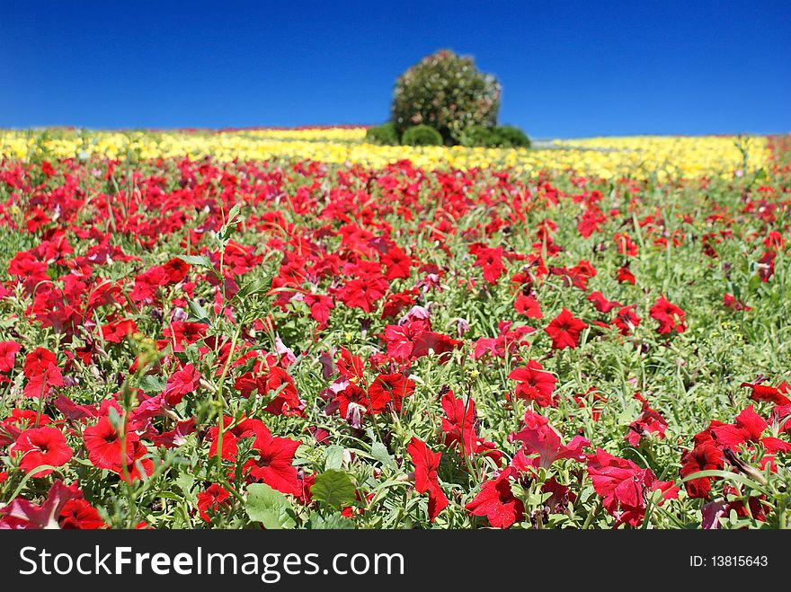 Field flowered red and yellow on background blue sky