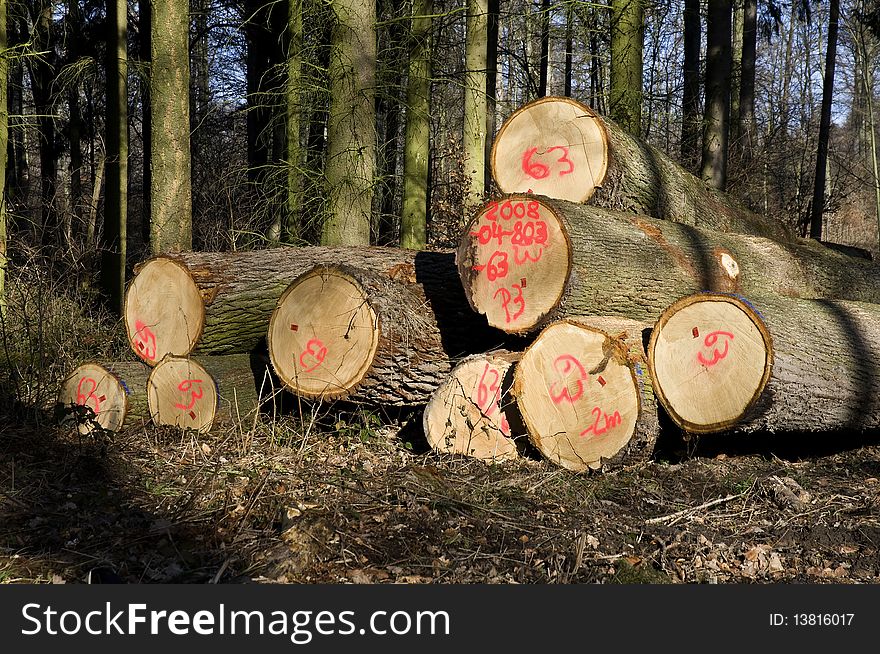 Felled tree trunks in the forest. Felled tree trunks in the forest