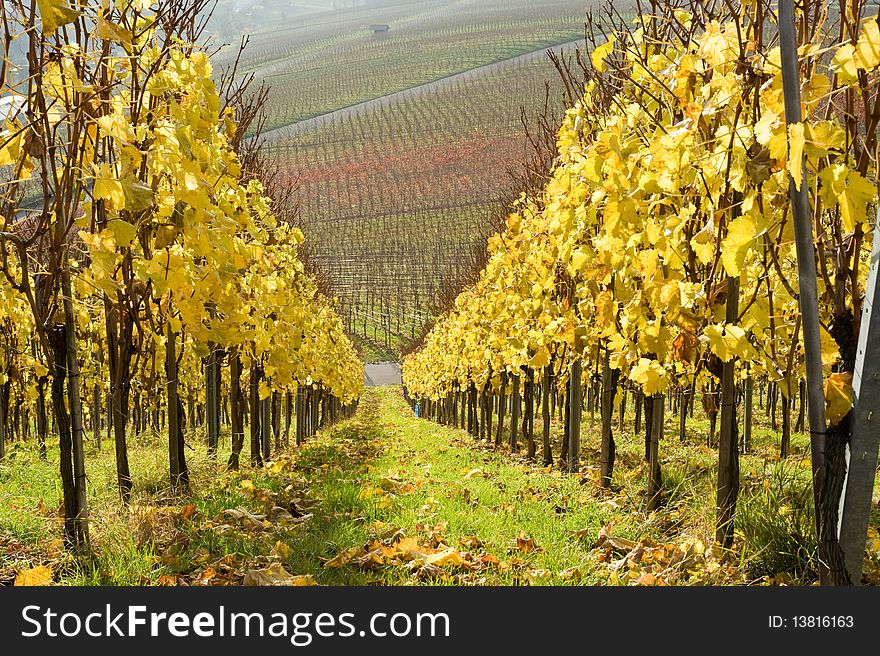 Yellow leaves in the vineyard. Yellow leaves in the vineyard