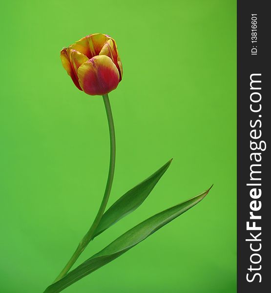 Tulip On Green