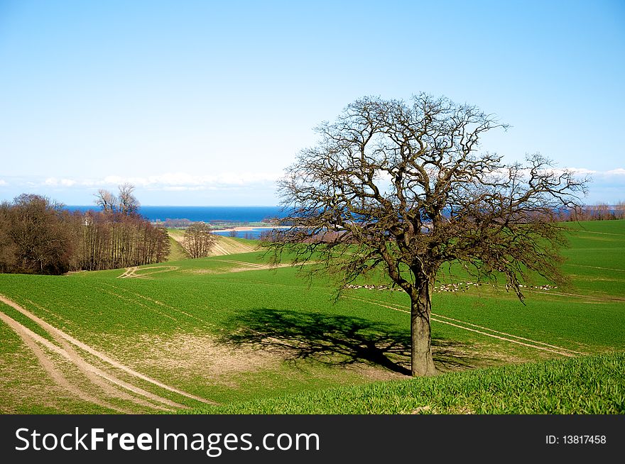 A tree in spring on a green meadow, baltic sea in the background. Region in Schleswig-Holstein, Germany. A tree in spring on a green meadow, baltic sea in the background. Region in Schleswig-Holstein, Germany