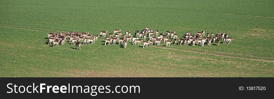 A herd of deers in a green meadow