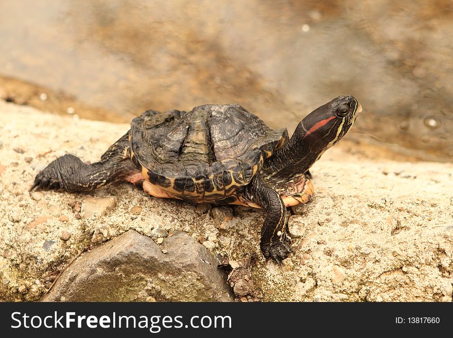 Cute turtle relaxing in zoo. Cute turtle relaxing in zoo